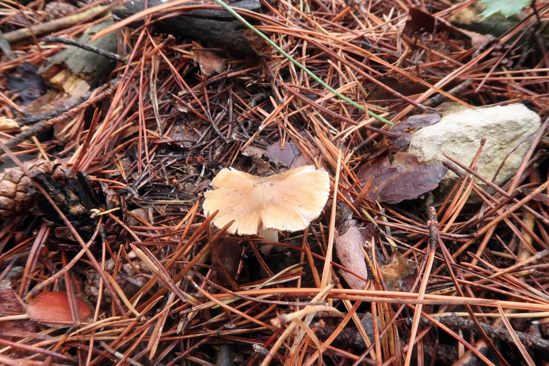 Inocybe grammata - 1 - IMG_0105